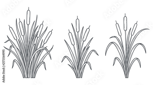 Obraz na plátne Black and white cattail sketches for nature projects.