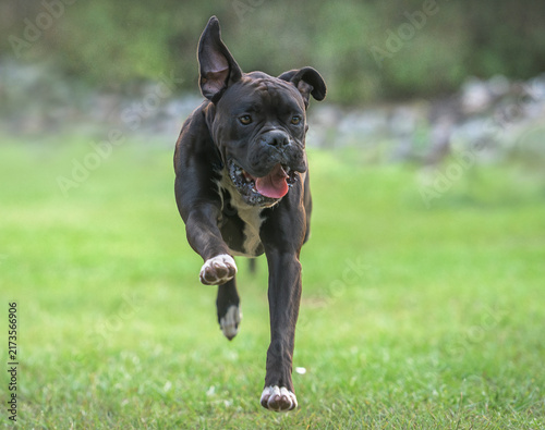 9 month old juvenile Boxer dogs runs head on in green grass lawn