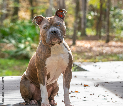 Foto Adult male American Puit Bull Terrier Dog siting at attention on deck