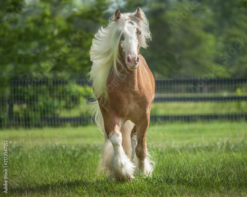 silver bay color Gypsy Vanner Horse adult mare runs head on in grass field