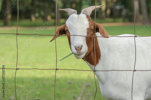 Bild auf Leinwand ADULT FEMALE Pet domestic goat in field with wire fence