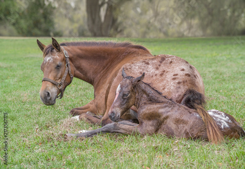 A minutes old Appaloosa horse  newborn foal  lying in grass field against exhausted mare mom.