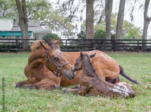 Obraz na płótnie A minutes old Appaloosa horse  newborn foal  lying in grass field bonds with exhausted mare mom