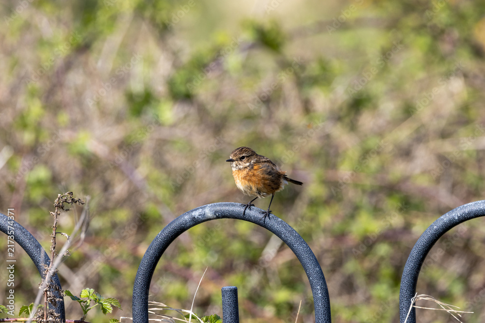 Naklejka premium Stonechat perched on railings