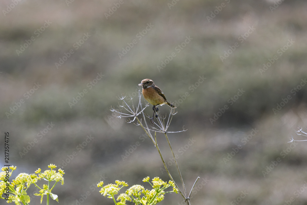 Naklejka premium Stonechat on a dried seed head
