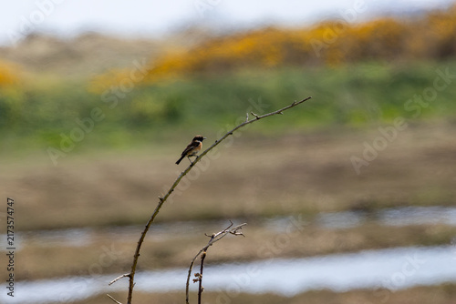 Принти на полотні Male stonechat with gorse behind