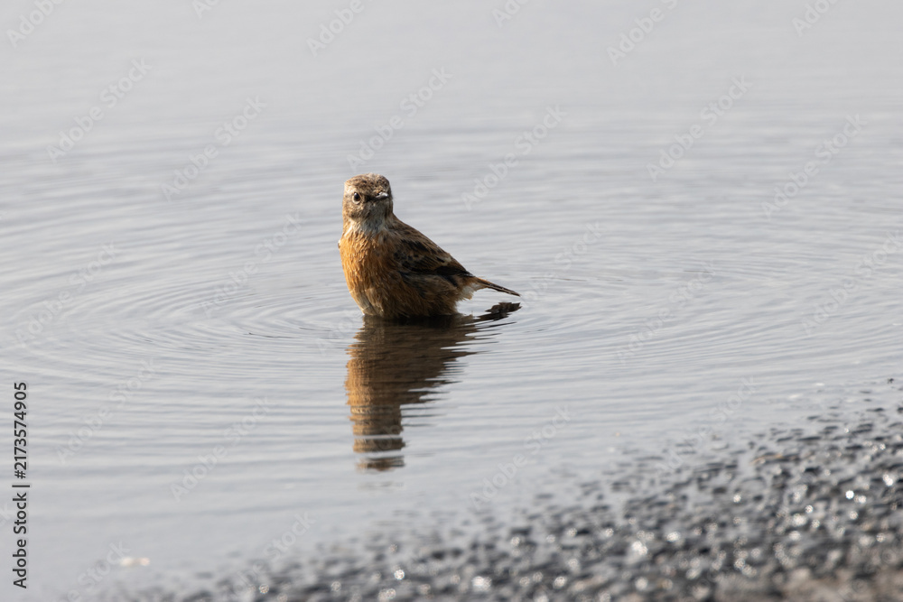 Naklejka premium Stonechat bathing in shallow water