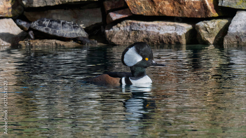 Quadro su tela Male hooded merganser swimming near a turtle by rocky pond edge