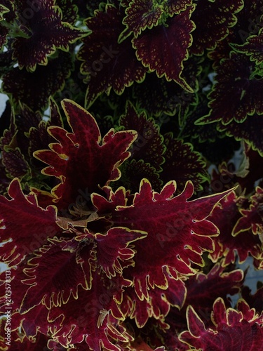 Cuadro en lienzo Close Up of Red Coleus Plant Leaves
