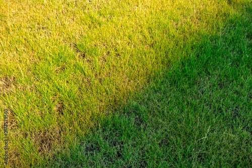 Quadro su tela Light and shadow on a natural grass surface