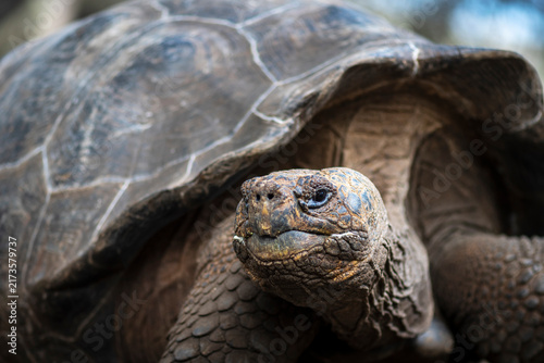 Close Up Portrait of a Galapagos Giant Tortoise with a Wise and Ancient Gaze