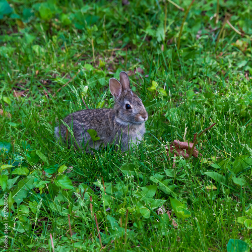 Obraz na płótnie A rabbit in short grass.
