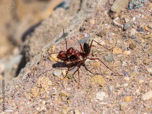 Принти на полотні Cataglyphis bicolor desert ant performing social carrying behavior of a conspeci