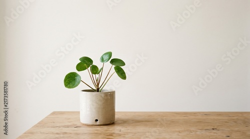 Pilea plant in a speckled ceramic pot with empty wall