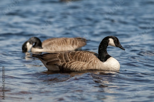 Branta Canadensis, Canada Goose, Canada Goose, Sweden, Anatidae, Birds, Duckbirds, Goose, Geese, Geese, Sweden, Birds, Waterbirds