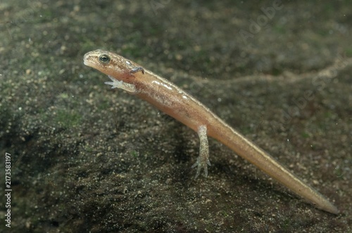 Lissotriton vulgaris meridionalis, Lissotriton vulgaris schreiberi, Schreiber's pond newt, smooth newt, pond newt spec., amphibians, caudata, adolescent, juvenile, larva, lurch, newt, tail amphibians, water newts