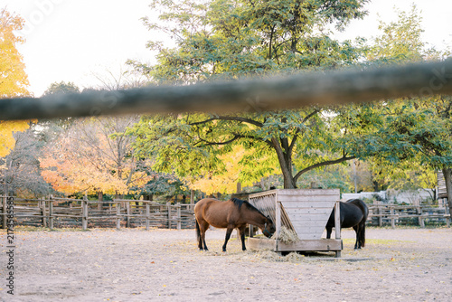 Cuadro en lienzo Two horses feeding at wooden trough in autumn paddock