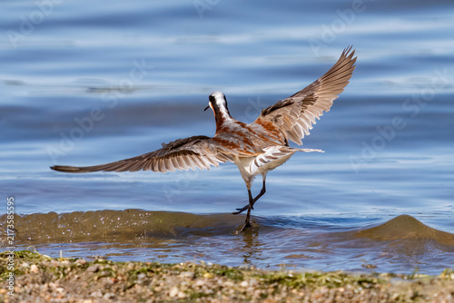 Foto A Wilson's Phalarope female spreads out her wings as she readies to take flight from the lakeshore