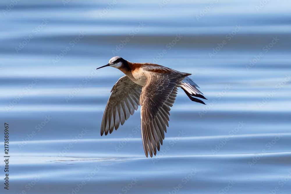 Obraz premium A Wilson's Phalarope female bird flying across a calm lake, showing her pretty wing feathers. Close up view.