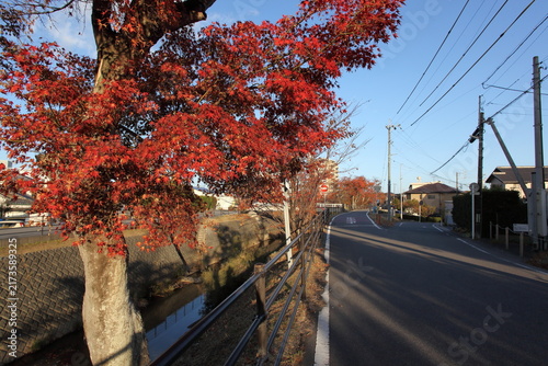 西日のあたる川沿いの紅葉