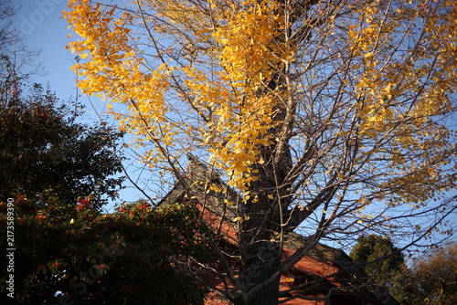 色づいた神社の銀杏　