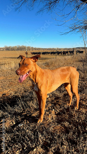 Canvas Print Staffy Ridgeback Mix