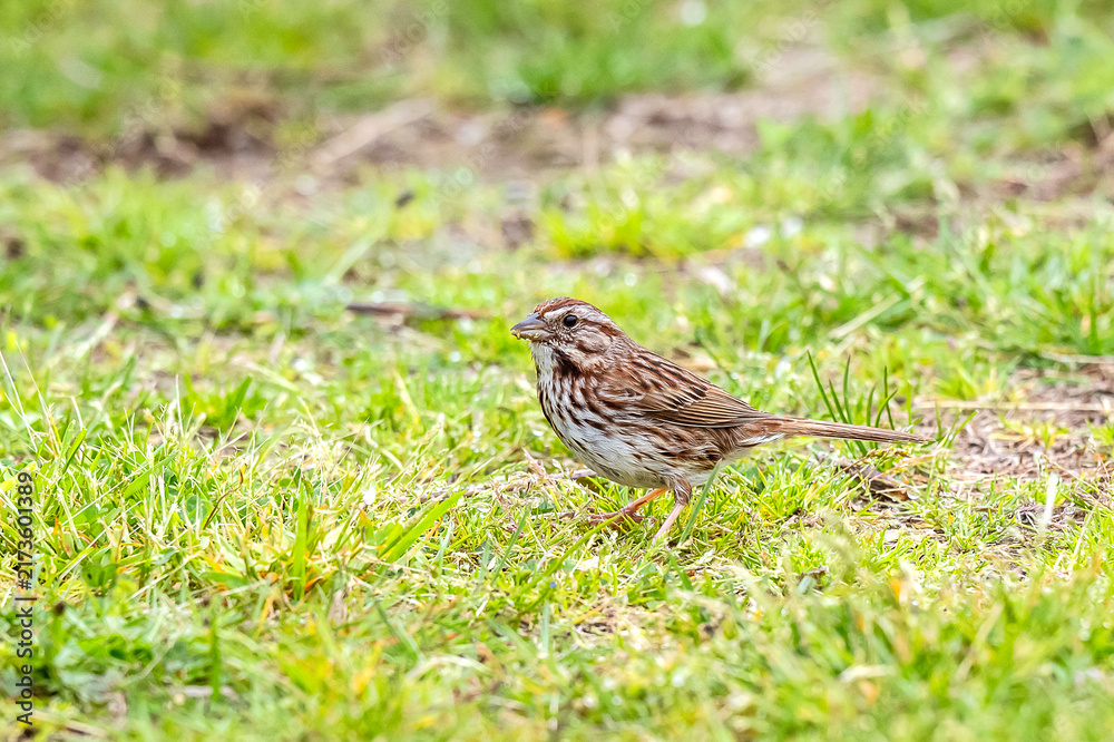 Fototapeta premium Finch