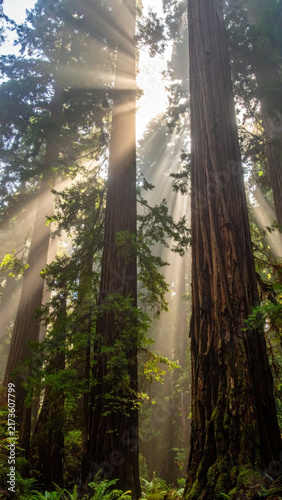 Sunbeam redwood forest sunlight tall tree misty woodland nature