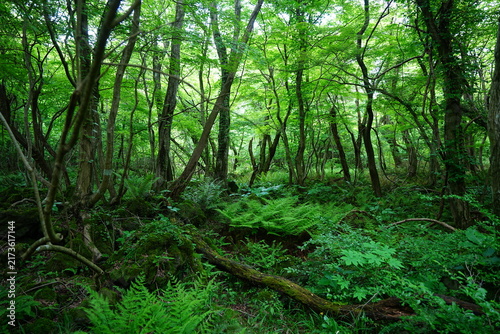 Photography primeval forest with fresh ferns and old trees