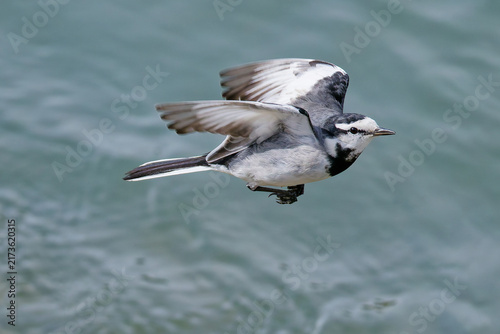 Obraz na plátne 飛び立つハクセキレイ(White Wagtail)