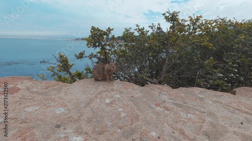 california ground squirrel