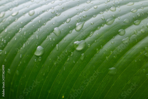 Water Droplets on Green Tropical Leaf Macro Texture