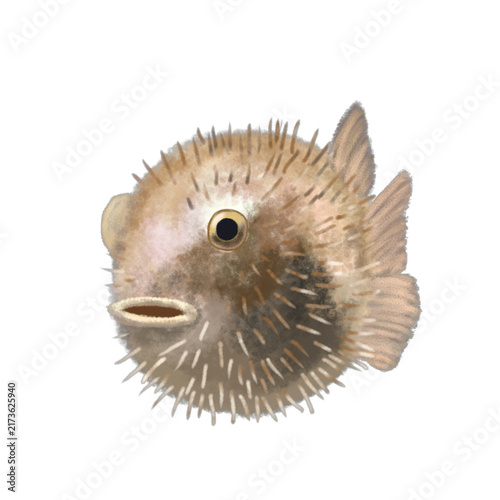 Photography pufferfish