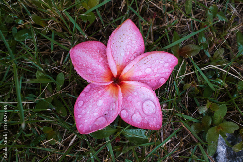 Pink Tropical Flower with Water Droplets on Wet Grass