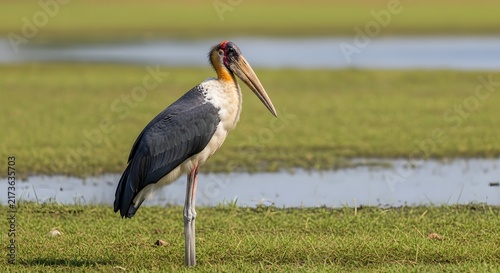 Greater Adjutant Stork Standing in Green Marshland Habitat
