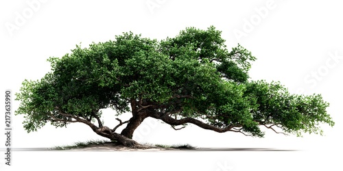 Large mature tree with sprawling twisted branches and dense green foliage isolated on white background