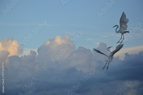 Florida Wildlife Egret Ballet in Air
