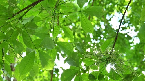 Golden sunlight filtering through lush green tree foliage creates a vibrant natural scene, illustrating summer freshness, environmental beauty, peaceful surroundings, and the connection between light 