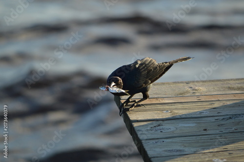 Florida Wildlife Boat-tailed Grackle With Loot