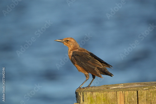 Florida Wildlife Grackle Stares Back