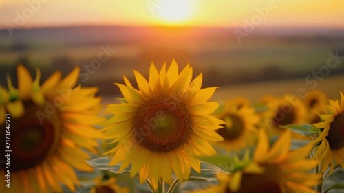 Bright yellow sunflowers swaying gently in a summer breeze within this cinematic golden hour motion footage