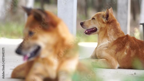 Brown Thai dog kept by a farmer to guard the garden, watching the surrounding agricultural area and helping protect crops, equipment, and property in a peaceful rural environment.