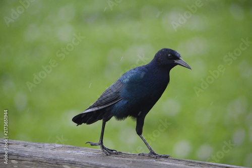 Florida Wildlife Boat-tailed Grackle Strutting