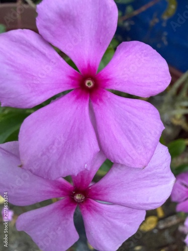 purple flower in the garden
