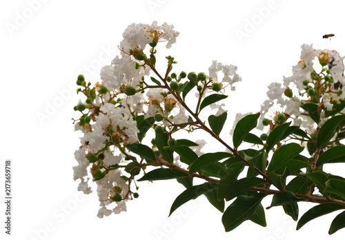 Cuadro en lienzo White crepe myrtle flower branch with green leaf and transparency background