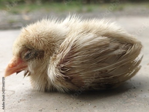 Canvas Print Sick baby bird resting with fluffed feathers on pavement
