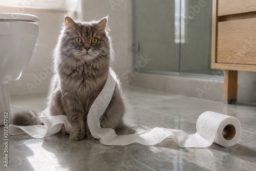 Foto Grey cat sitting on bathroom floor with toilet paper roll, playful pet mischief