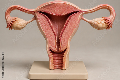 Quadro su tela Anatomical model of uterus cross-section showing endometrium, female reproductiv