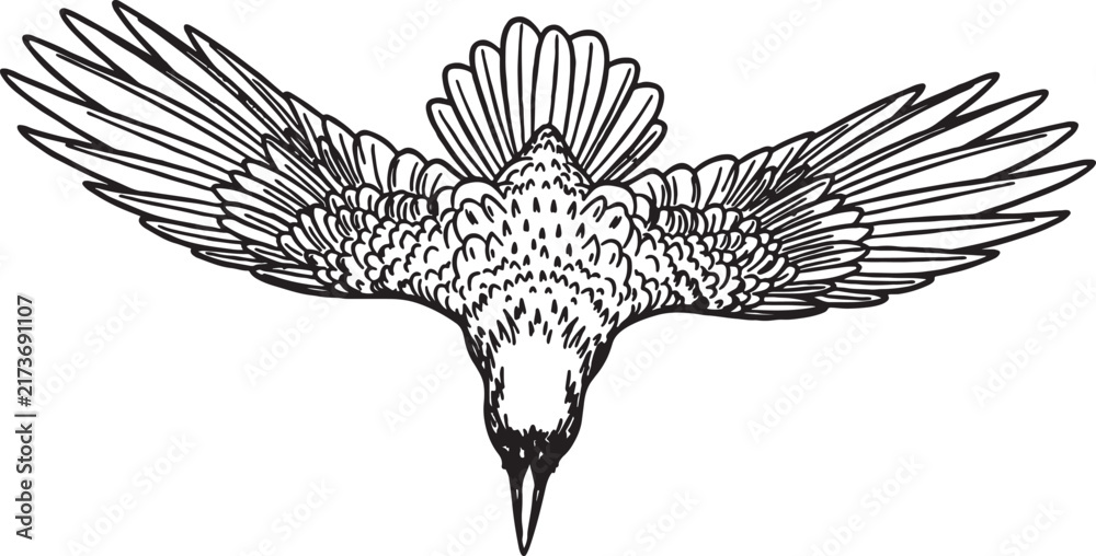 Naklejka premium Black and white line drawing of a crow flying with wings spread illustration wildlife halloween mysterious isolated minimalist silhouette predator birdwatching creature ethereal