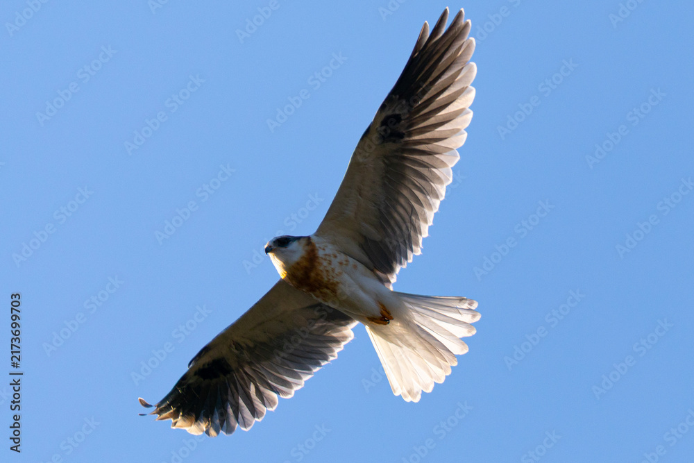 Obraz premium Close view of a juvenile white-tailed kite flying, seen in the wild in North California 